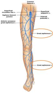 What Is The Great Saphenous Vein's Function | USA Vein Clinics