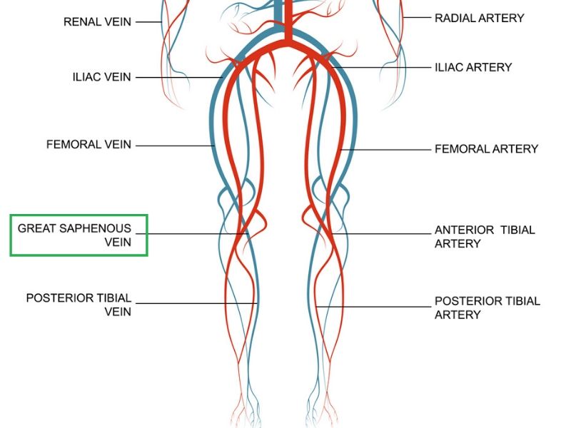 saphenous vein course