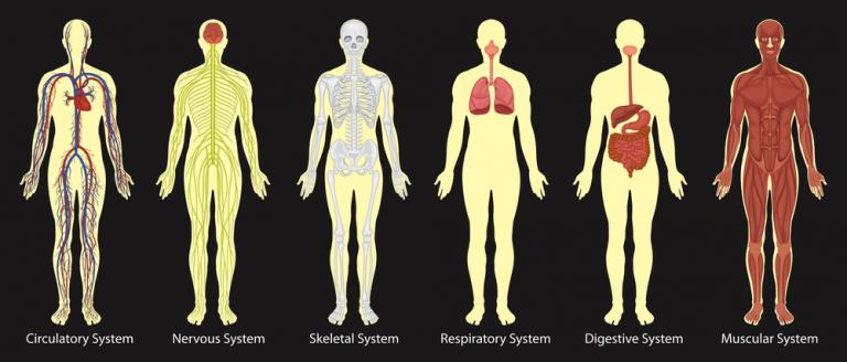 how-many-veins-are-in-the-human-body-usa-vein-clinics