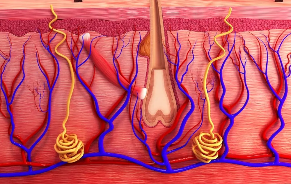 blood vessels in skin